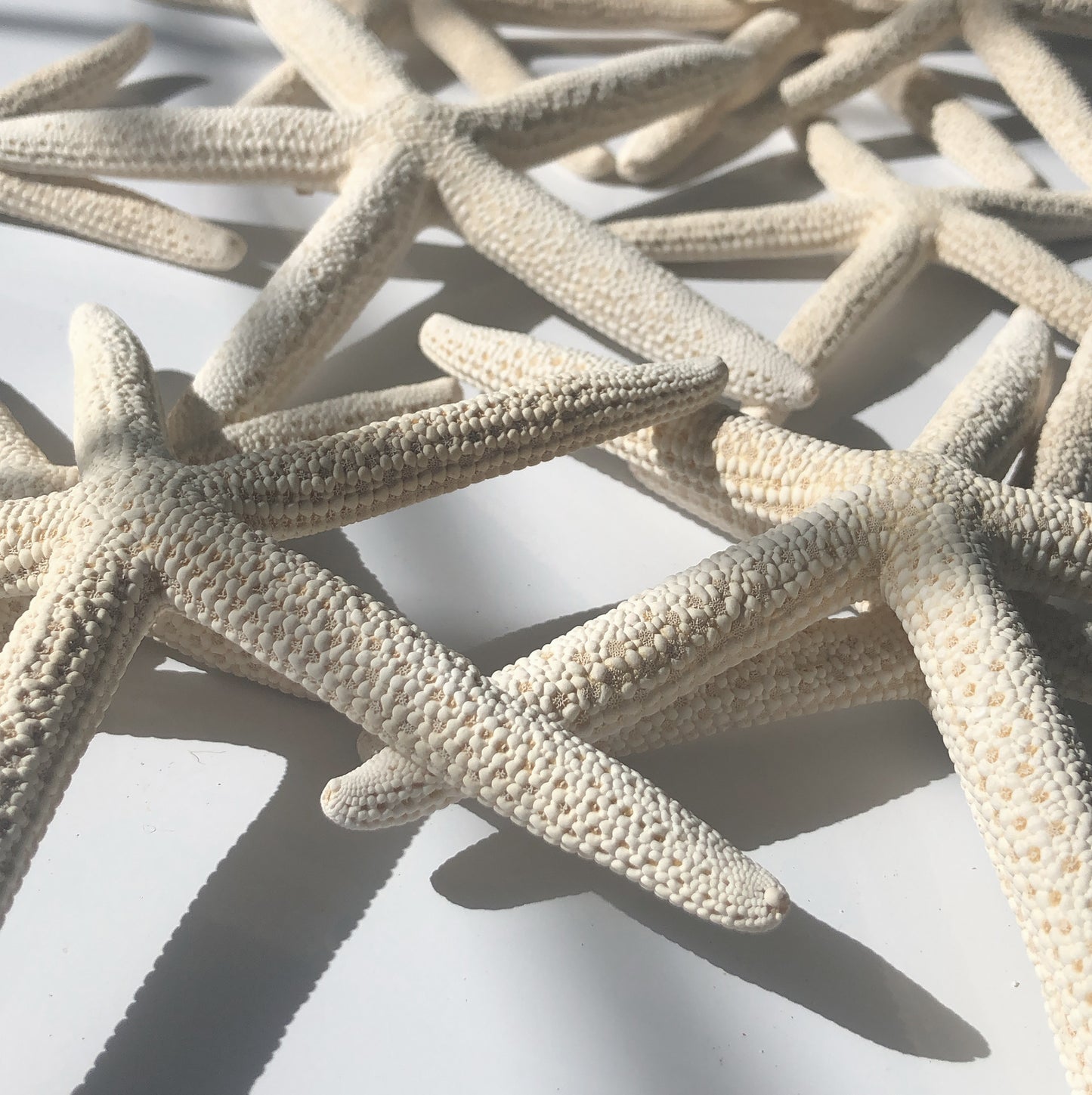 4 Large Bleached Starfish, 10-16cm