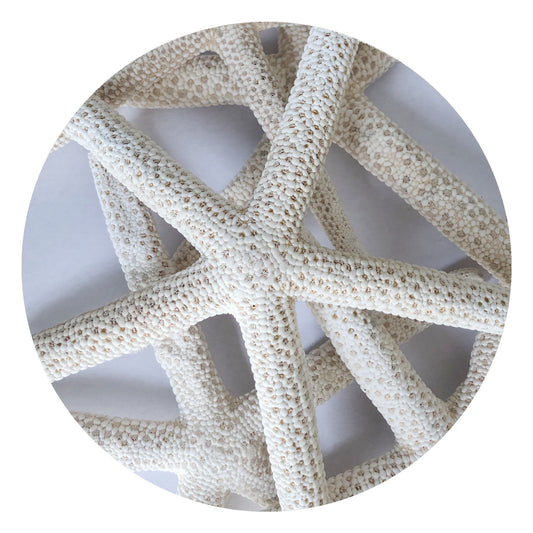 4 Large Bleached Starfish, 10-16cm