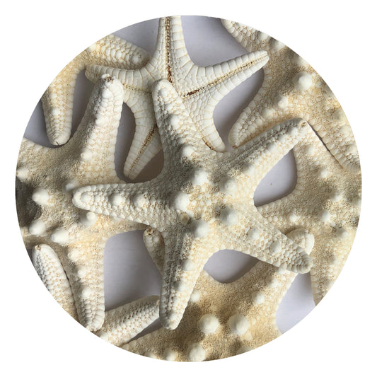 6 Medium Bleached Starfish, 5-8cm