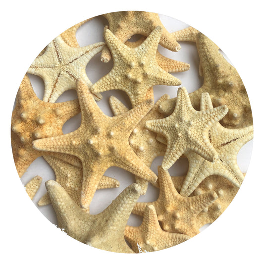 10 Small Starfish, Natural 3-6cm