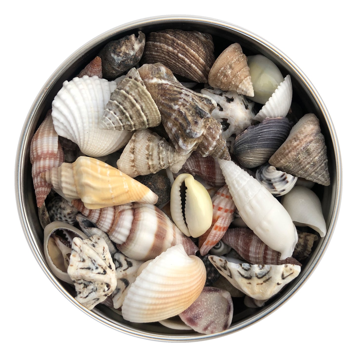 Mixed Small Seashells 200g
