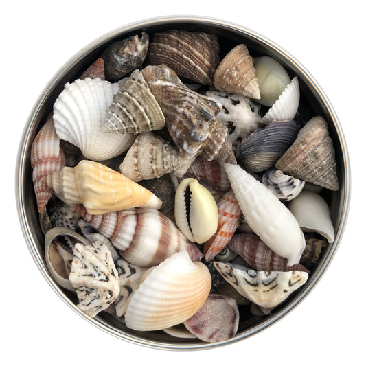 Mixed Small Seashells 200g